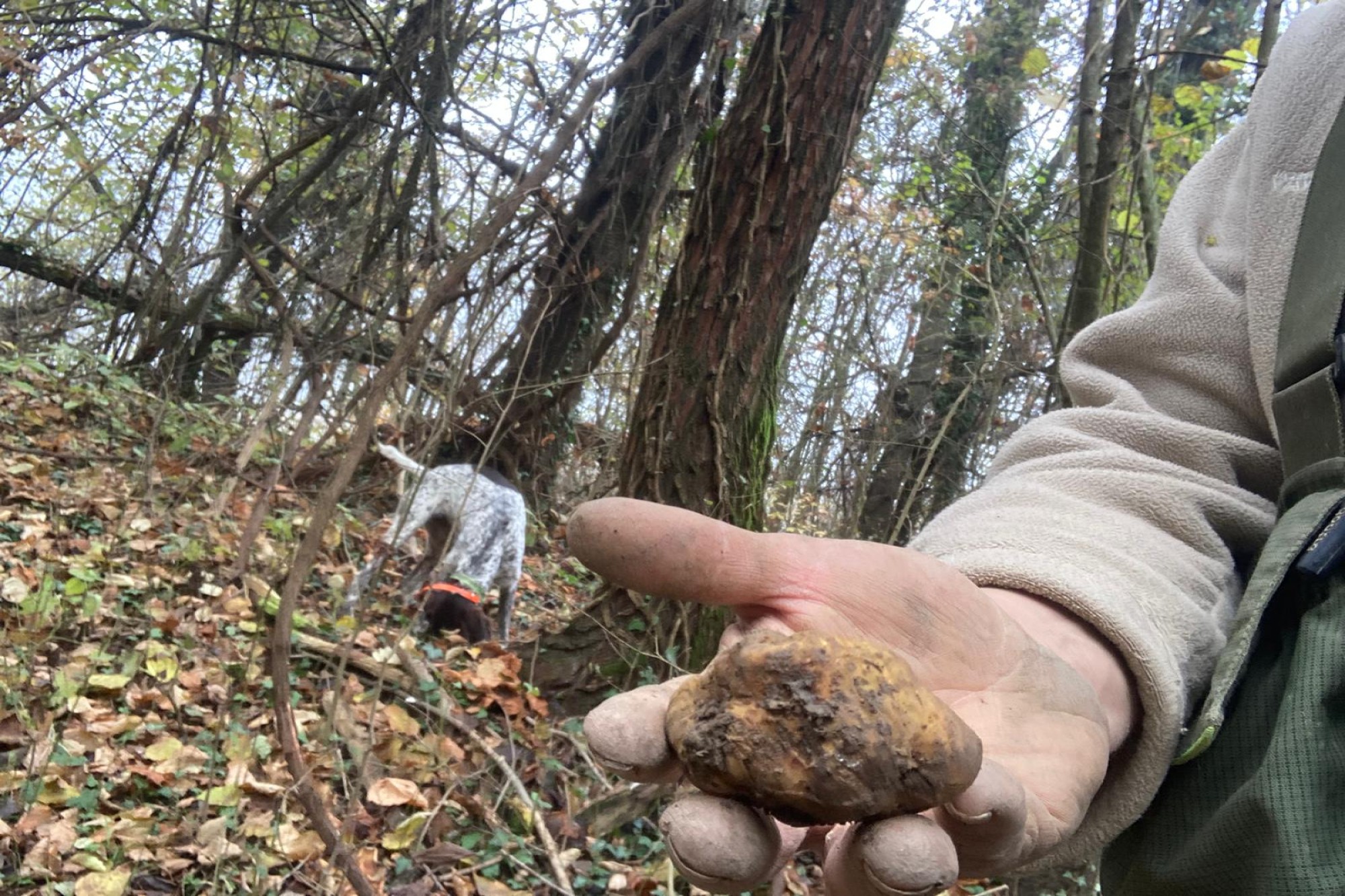 Proiezione di filmati del magico mondo dei tartufi